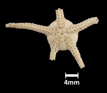 Media type: image;   Invertebrate Zoology OPH-576 Aspect: ventral